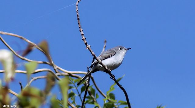 Blue-gray Gnatcatcher